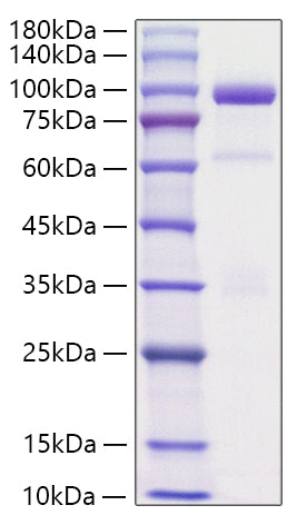 Recombinant Rat Hepatocyte growth factor/HGF Protein