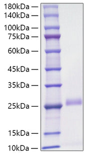 Recombinant Mouse VEGF-D/FIGF Protein