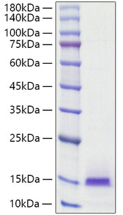 Recombinant Human BCEI/PS2/TFF1 Protein
