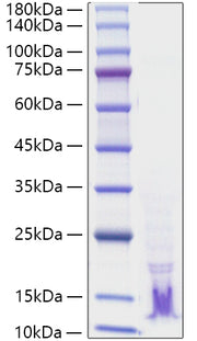 Recombinant Human TGF-alpha Protein