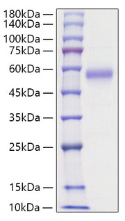 Recombinant Human IL-5RA/CD125 Protein