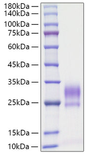 Recombinant Rat IL-3 Protein