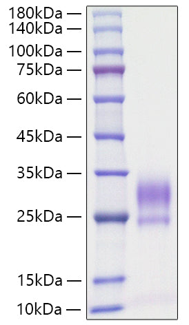 Recombinant Rat IL-3 Protein