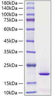 Recombinant Human MYDGF Protein