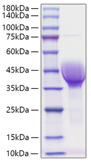 Recombinant Human CER1/DAND4 Protein