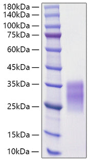 Recombinant Rat c-Kit ligand/KITLG/SCF Protein