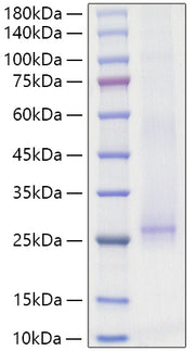 Recombinant Mouse  IL-25/IL-17E Protein