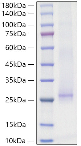 Recombinant Mouse  IL-25/IL-17E Protein