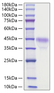 Recombinant Mouse R-spondin-1/RSPO1 Protein