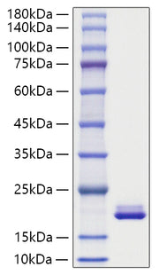 Recombinant Mouse MYDGF Protein