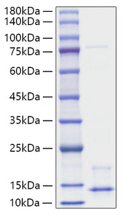 Recombinant Human Pro-neuregulin-1/NRG1 (Beta1) Protein