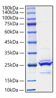 Recombinant Mouse FGF-9 Protein