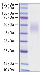 Recombinant Mouse MSR1/CD204 Protein