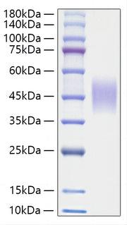 Recombinant Rat CSF-1/M-CSF Protein