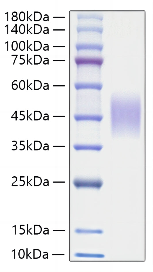 Recombinant Rat CSF-1/M-CSF Protein