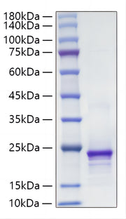 Recombinant Mouse FGF-10 Protein