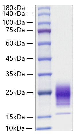 Recombinant Rat IL-5 Protein
