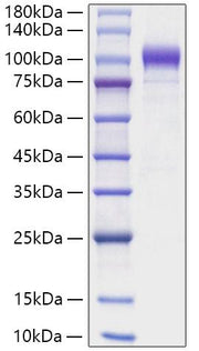 Recombinant Human Semaphorin-6A/SEMA6A Protein
