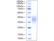 Recombinant Rat Leukemia inhibitory factor/LIF Protein