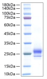 Recombinant Human IFN-alpha H2/IFNA14 Protein
