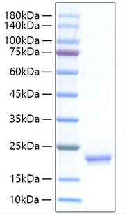 Recombinant Human IFN-alpha I/IFN17 Protein