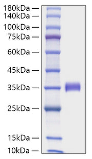 Recombinant Human Angiopoietin-2/ANG-2/ANGPT2(275-496) Protein