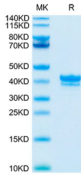 Recombinant Cynomolgus TNFRSF17/BCMA/CD269 Protein