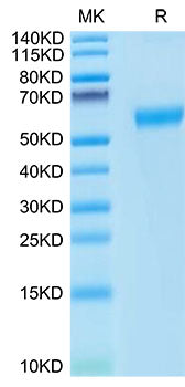 Recombinant Cynomolgus PD-1/PDCD1/CD279 Protein