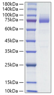 Recombinant Mouse SR-B3/CD36 Protein