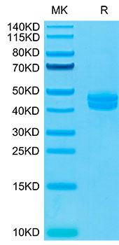 Recombinant Cynomolgus CD3E&CD3G Protein