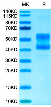 Recombinant Cynomolgus CD3E&CD3D Protein