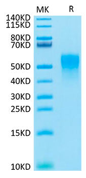 Recombinant Cynomolgus TNFRSF1B/TNF-R2/CD120b Protein