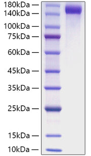 Recombinant Mouse CD163 Protein