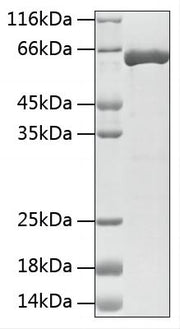Recombinant Human HSP70 Protein