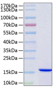 Recombinant Human VAMP-B/VAMP-C Protein