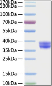 Recombinant Human CADM3/IGSF4B Protein