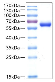 Recombinant Human DLL1 Protein