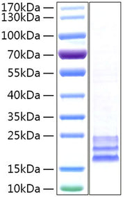 Recombinant Human CEACAM8/CD66b Protein