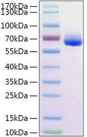 Recombinant Human CLM-9/CD300g Protein