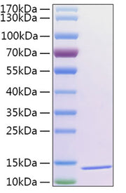 Recombinant Human Thioredoxin-2/MTRX/TXN2 Protein