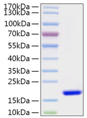 Recombinant Human FABP7/B-FABP/BLBP Protein