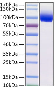 Recombinant Mouse IL-13RA1/CD213a1 Protein