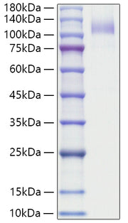 Recombinant Human SR-B3/CD36 Protein