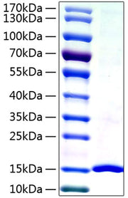 Recombinant Human Galectin-7/LGALS7 Protein