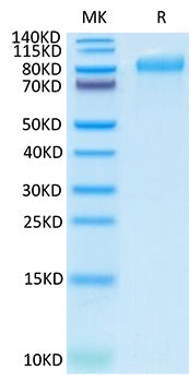 Recombinant Human Integrin beta-6/ITGB6 Protein