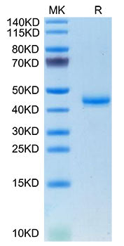 Recombinant Mouse Calcitonin/CALCA Protein