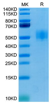 Recombinant Human GFR alpha-like/GFRAL Protein