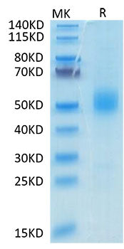 Recombinant Mouse GFR alpha-like/GFRAL Protein