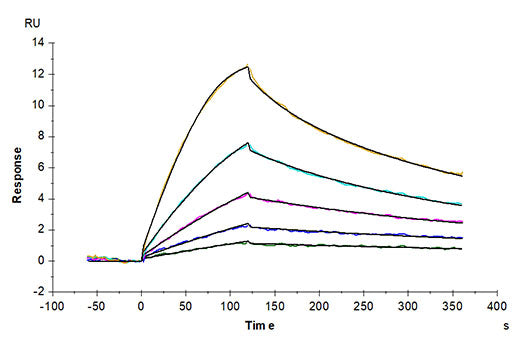 Recombinant Mouse GFR alpha-like/GFRAL Protein