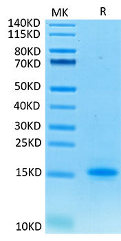 Recombinant Cynomolgus CD3 epsilon/CD3E Protein